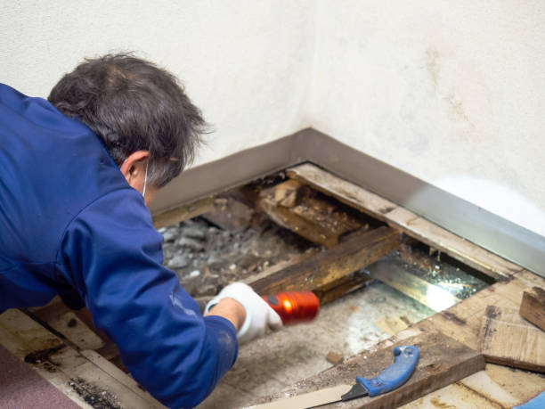 Best Fast Mold Removal  in Granite Quarry, NC