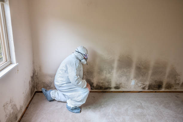 Best Home Mold Removal  in Granite Quarry, NC